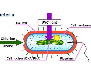 uvc-leds-300×247